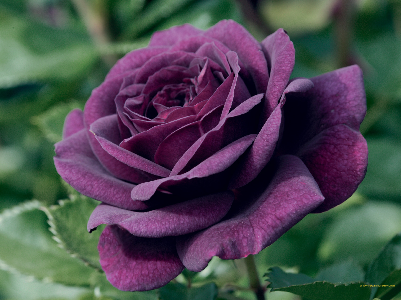 Nisa Ruslan's Blog: i've always wanted a purple rose~