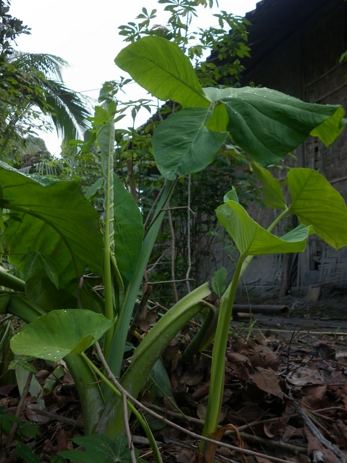 TANAMAN TALAS YANG BANYAK MANFAAT