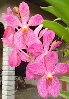 Orkid Mokara Pink