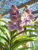 Orkid Vanda