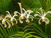 Orchid Scorpion