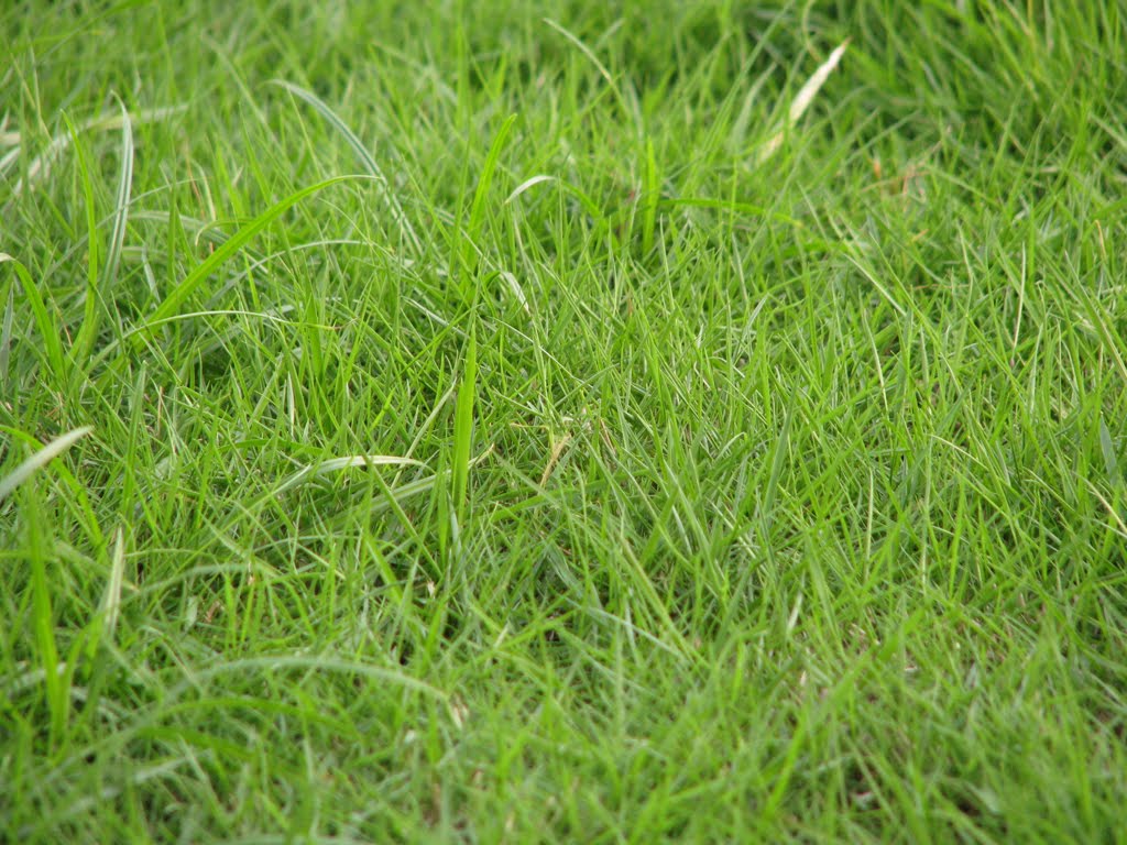 Mimpi Halaman Rumah Tumbuh Rumput - Ini memberikan gambaran tentang