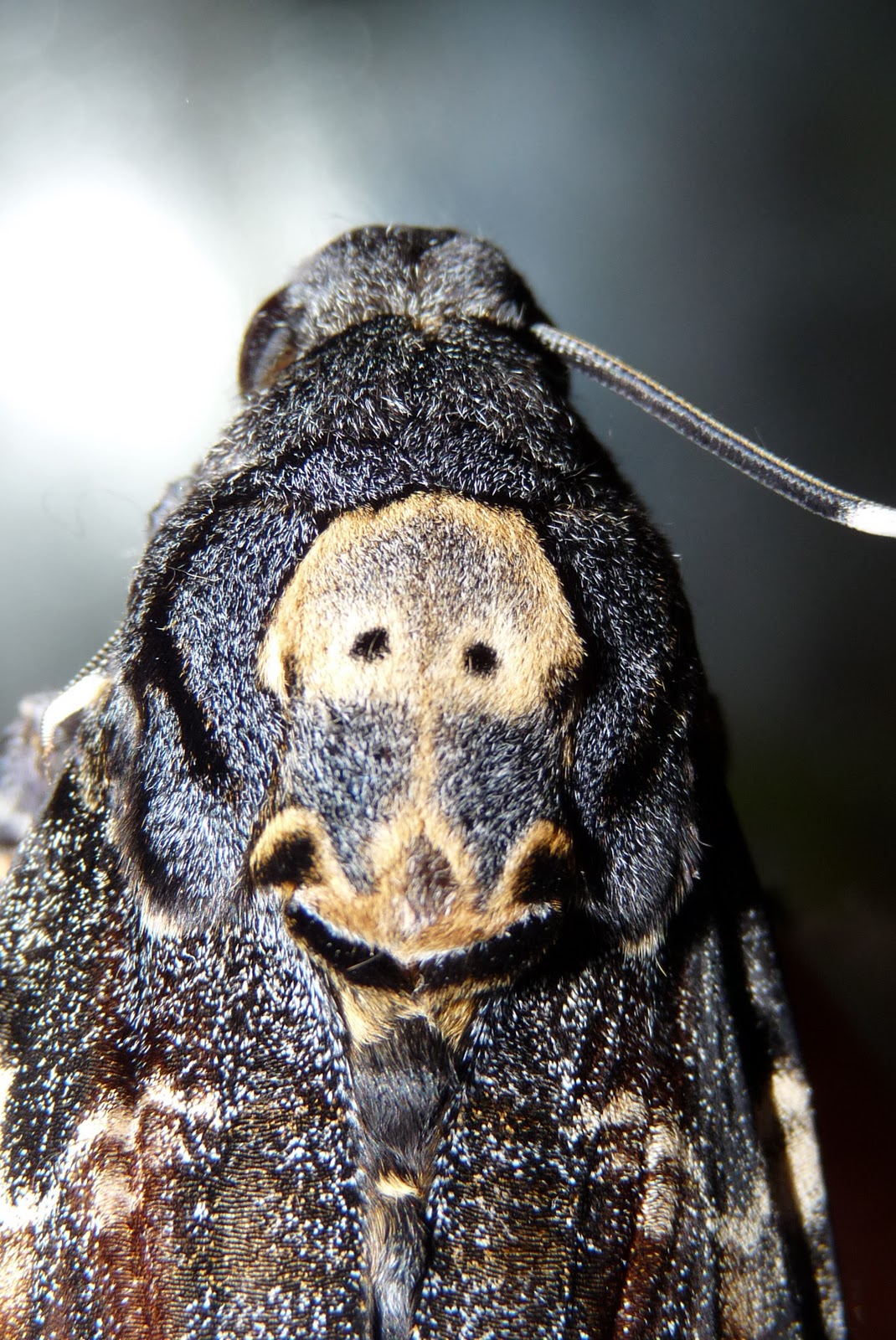 Acherontia Atropos