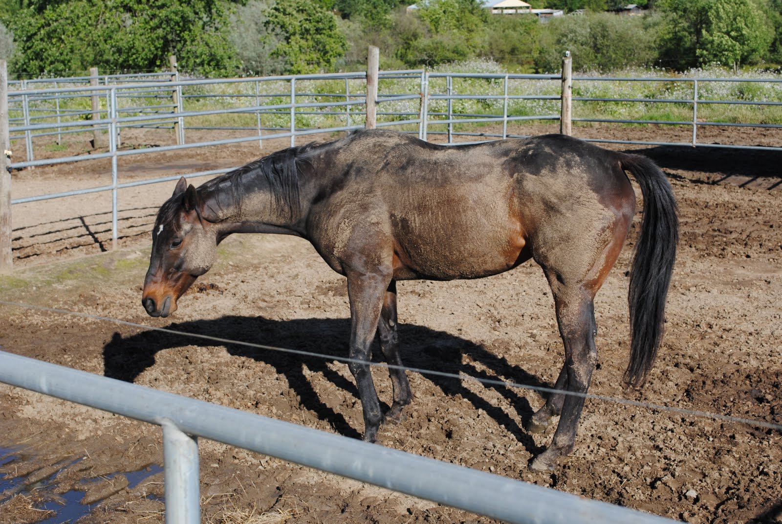 Spotty Horse News Dark horses get dirty too