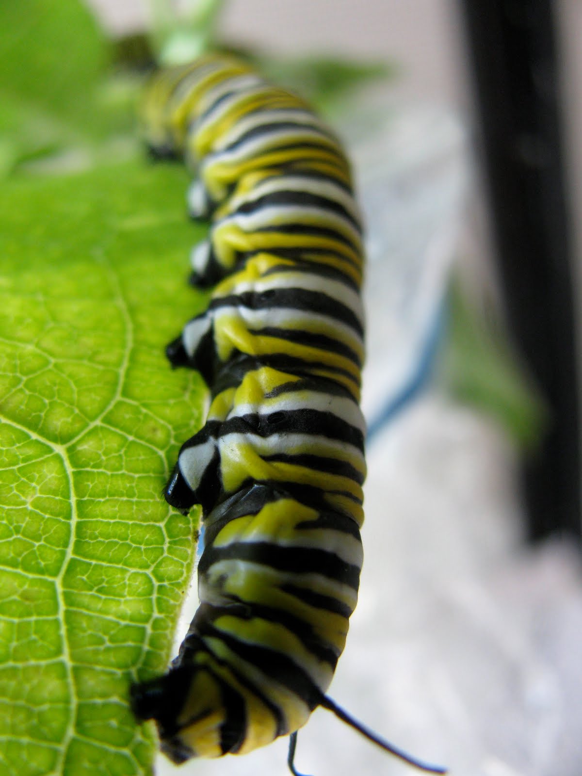 caterpillar intruder on feet