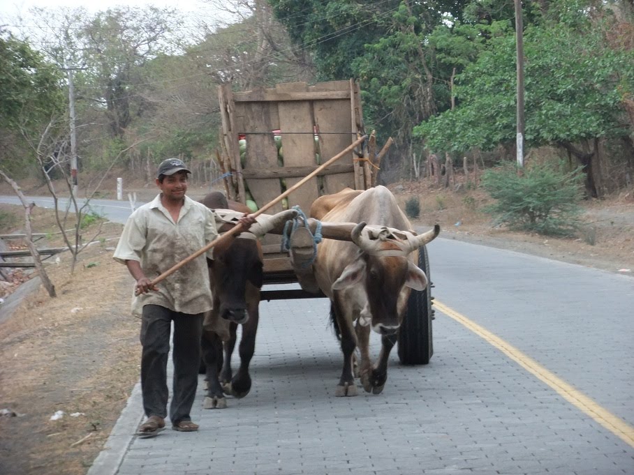 Ox/horse drawn carts Shining Rock Software Forums