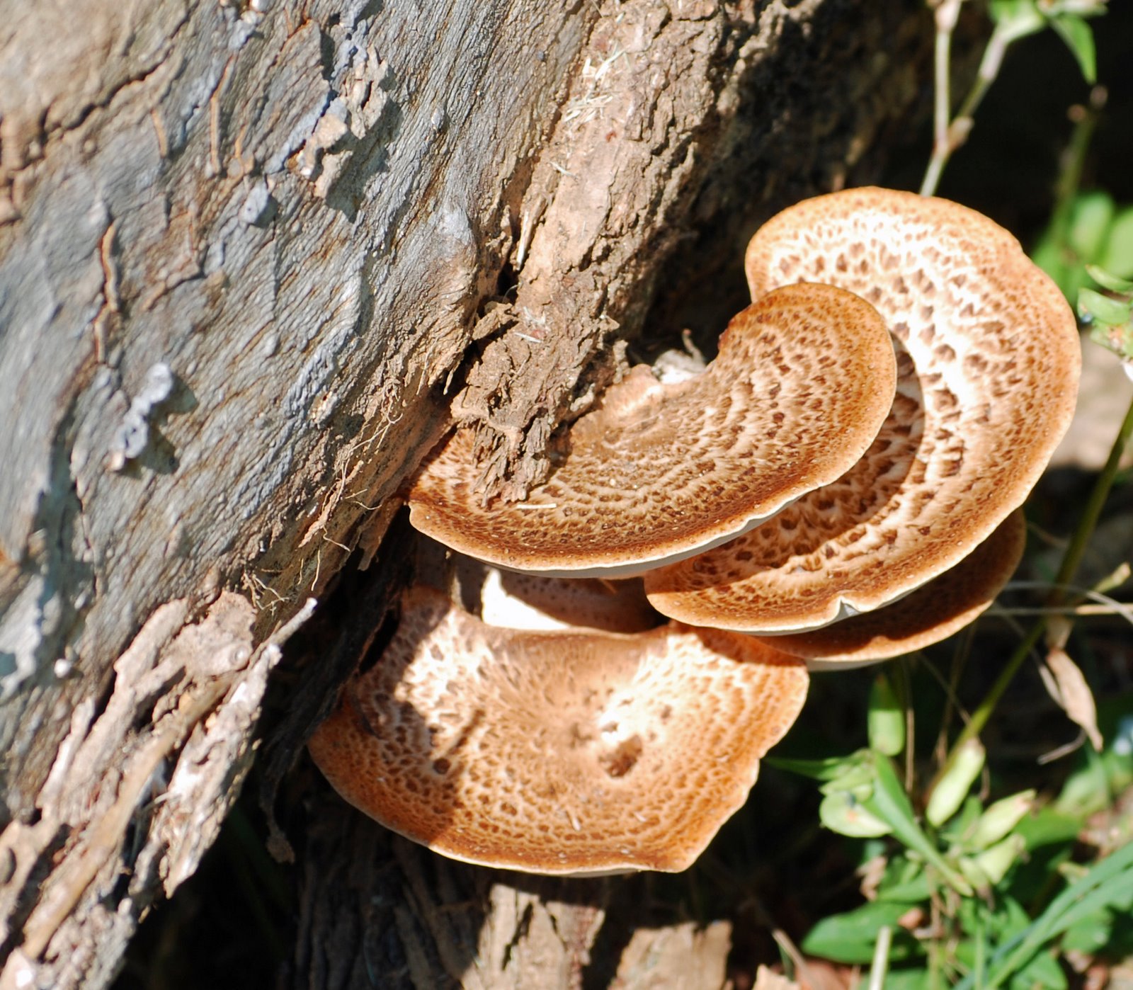 [Mushrooms.jpg]