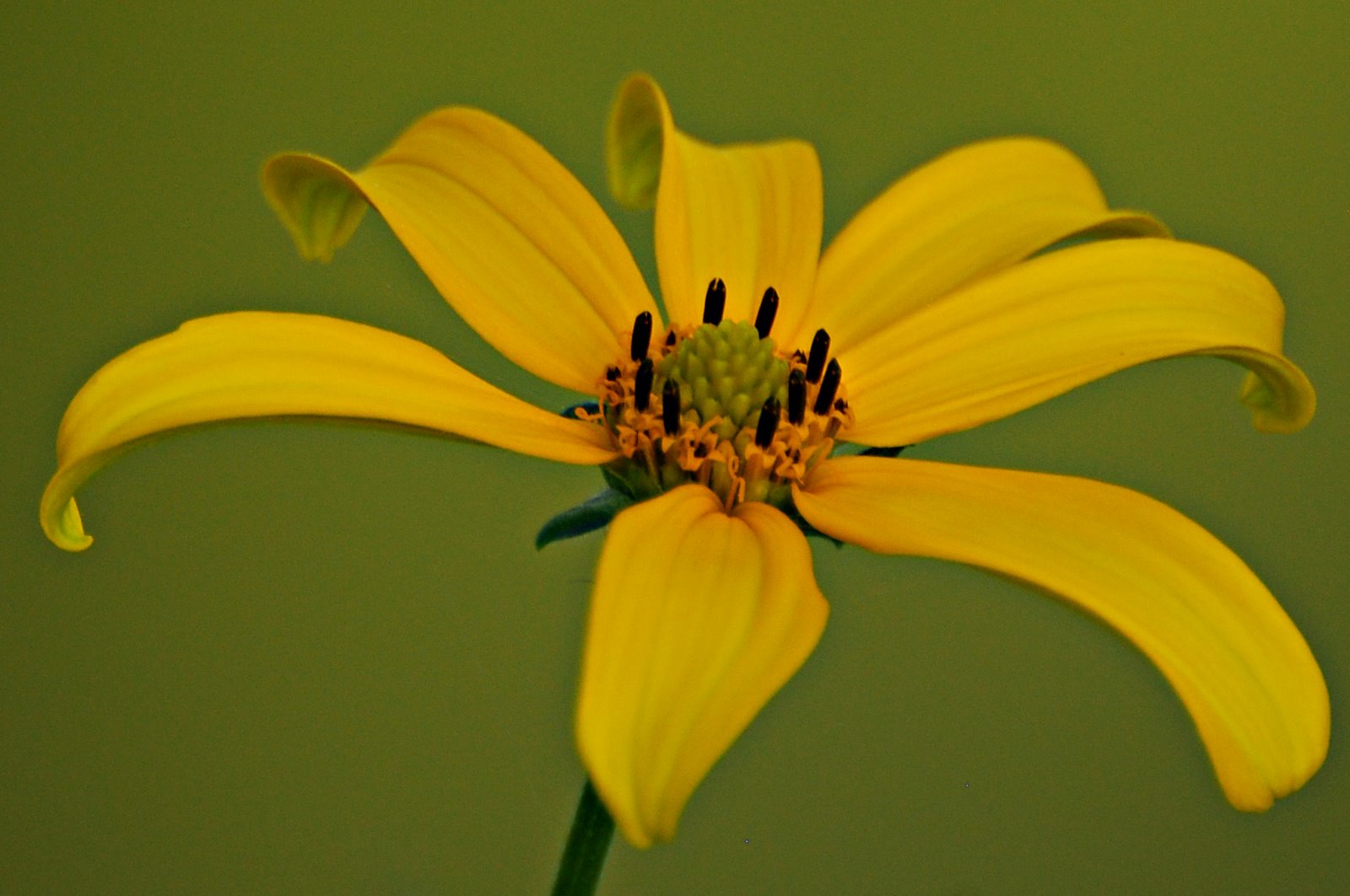 [Yellow+flower+#036.jpg]
