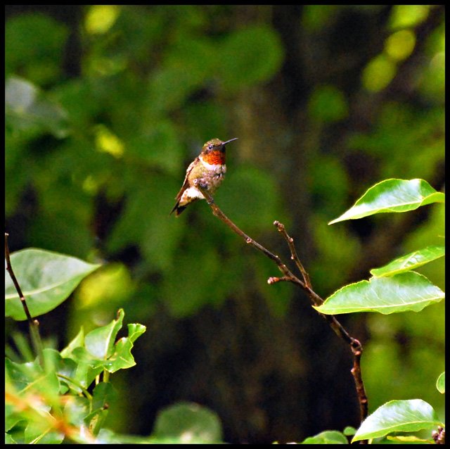 [Hummingbird-1+#097+07-26-09.jpg]