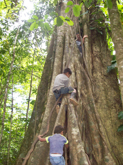 Parasite tree in Miraflor, Nicaragua