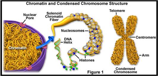 F I S I O T E R A P I H. ORGANEL SEL