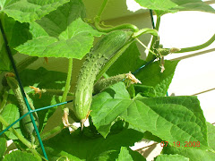 Cucumbers Galore