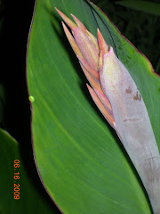 Canna Opening
