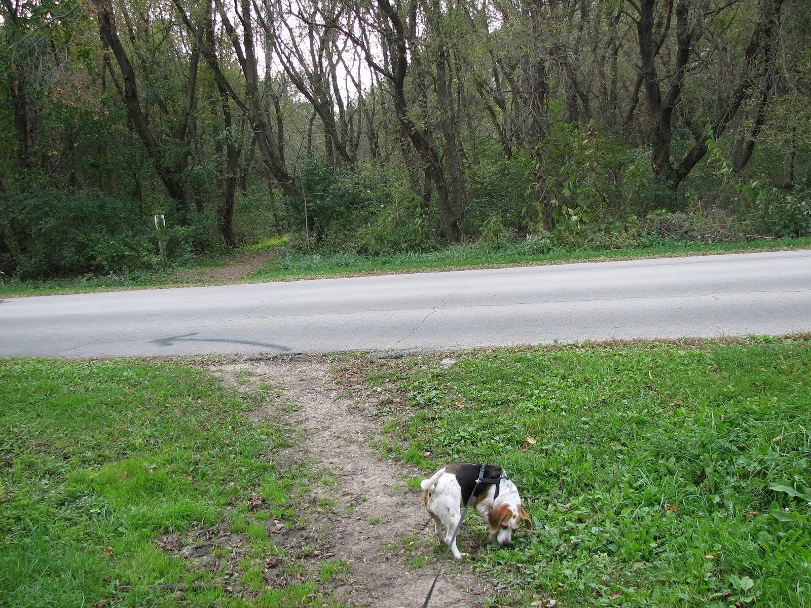 Musings from Illinois Rock Cut State Park 10210