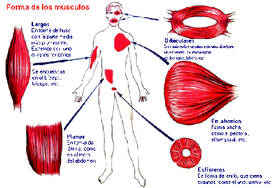 Image result for Clases de músculos según su forma