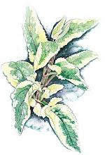 Scrophularia auriculara “variegata”