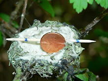 The size of a Hummingbird nest.