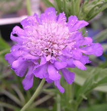Scabiosa-Pincushion Flower