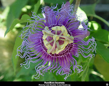 Passiflora incarnata-Maypop Passion Flower