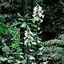 Cardiocrinum giganteum-Giant Himalayan Lily