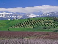 [Sibari+Plain+and+Peaches+in+Bloom,+Orsomarso+Mountains,+Calabria,+Italy2.jpg]