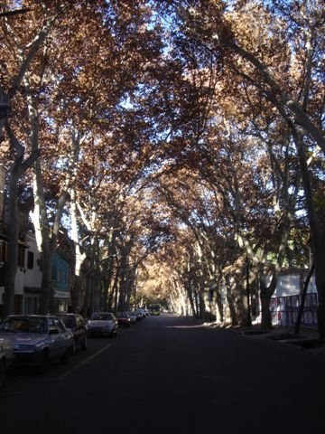 [Ruas+arborizadas.JPG]