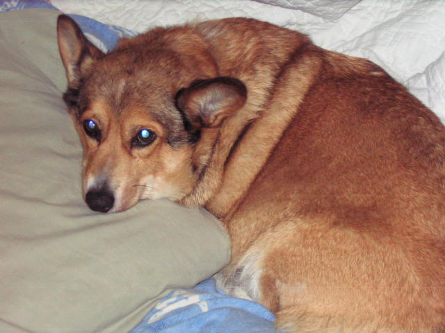 [Doggies+004.jpg]