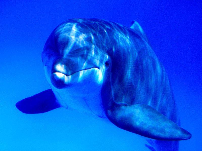 dolphin.jpg