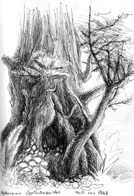 Séquoïa de Chine, Metasequoia glyptostroboides, planté vers 1948