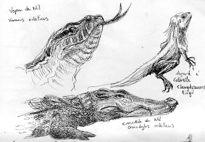 Varan du Nil, Varanus niloticus, Lézard à collerette, Chlamydosaurus kingii & Crocodile du Nil, Crocodylus niloticus