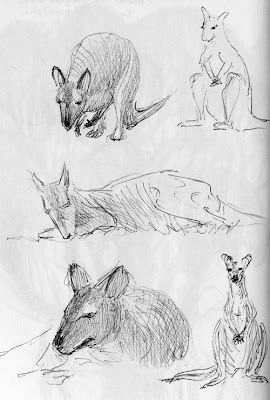 Wallaby de Bennett, Macropus rufogriseus