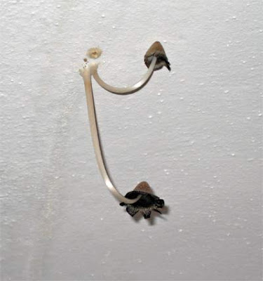 mushroom-bathroom-ceiling.jpg