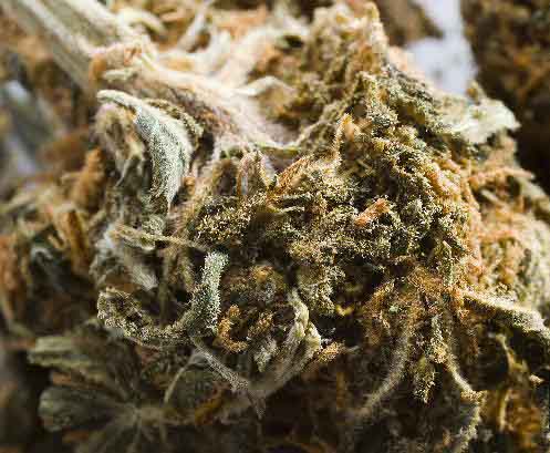 [TIMES+SQUARE+MARIJUANA+GOSSIP.jpg]