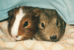 Our Little Guinea Pig Brothers