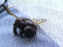 "Bob the carpenter BEE"