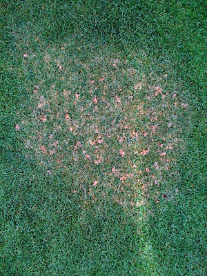pink patch lawn fungus pink patch lawn fungus