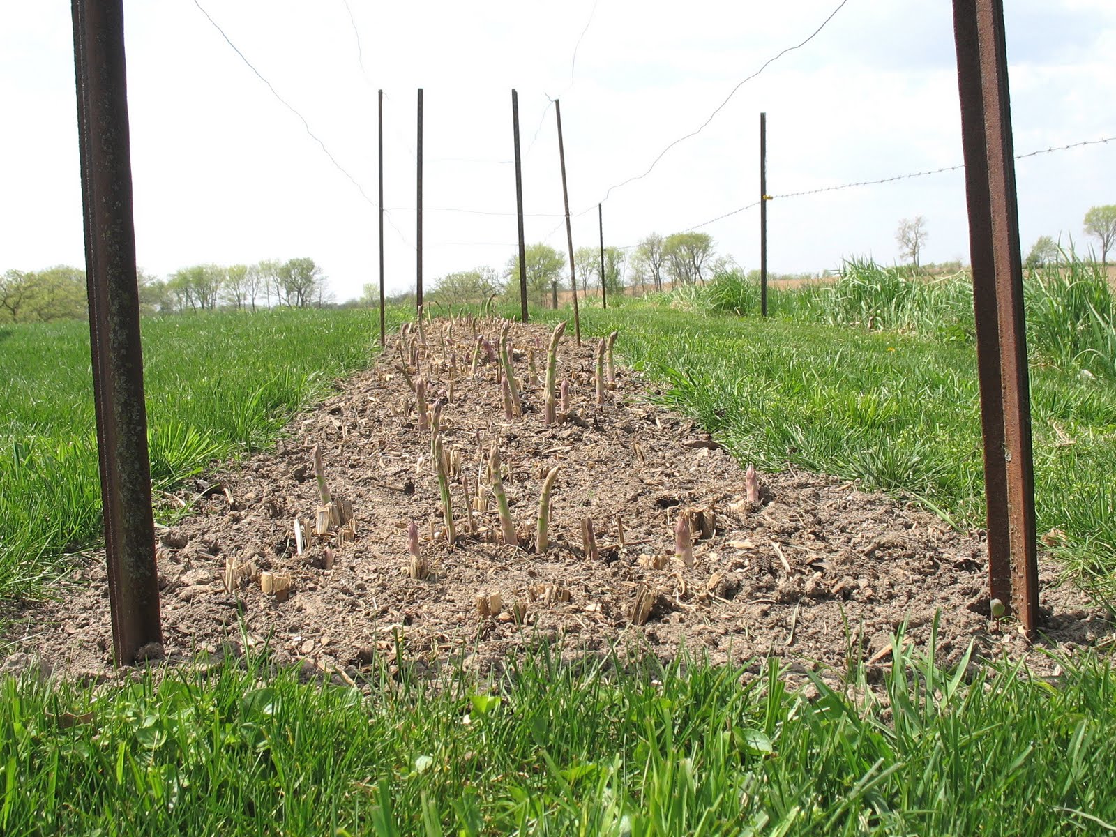 Larrys weed free vegetable garden Asparagus