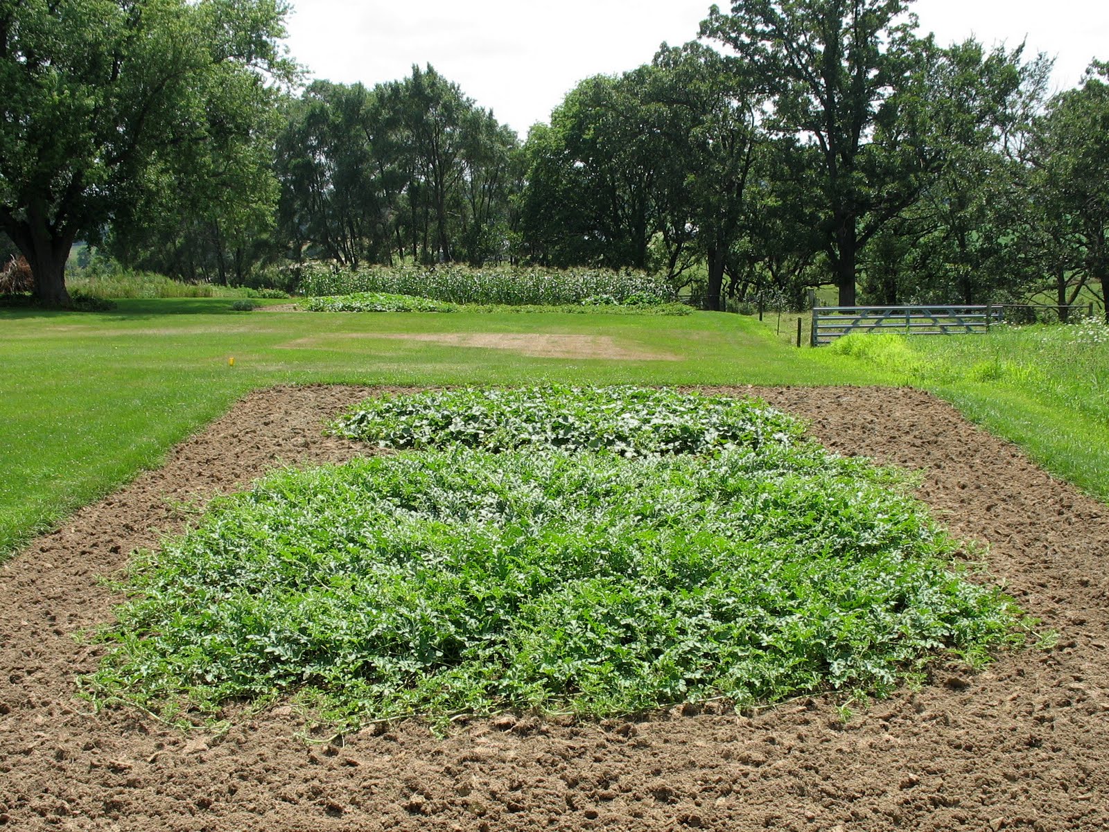 Larrys weed free vegetable garden Melon Patch