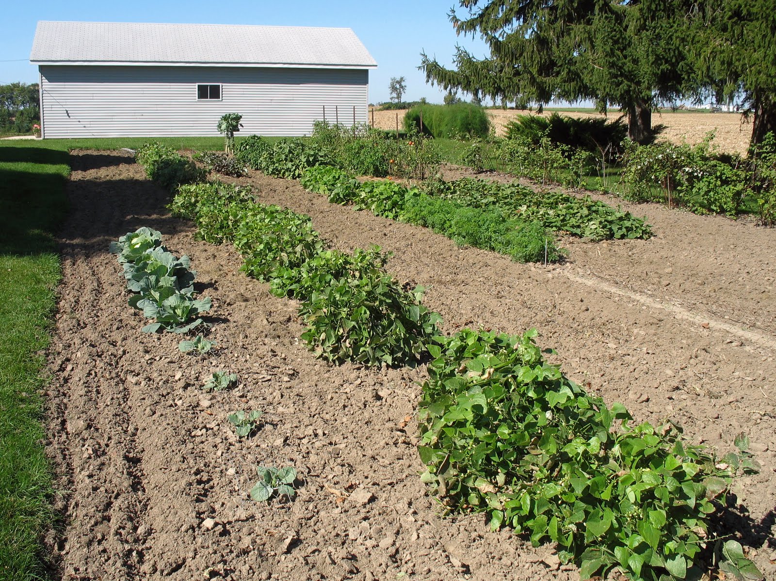 How To Keep Vegetable Garden Weed Free 10 Ways To Keep Your Garden