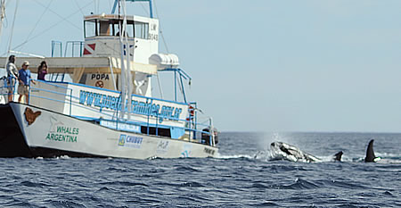 Whales Argentina navegando junto a una familia de Orcas