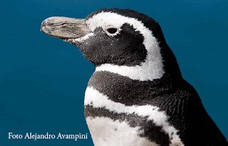 Pingüinnos en la estancia San Lorenzo Punta Norte Península Valdés