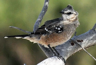 Pájaro de Península Valdés - Calandria