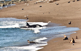 Orca varando en la lobería visible desde el mirador de Punta Norte