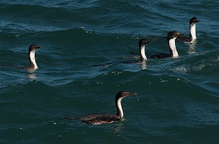 Los cormoranes también se alimentaron