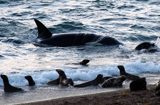 Ataque de Orca a una cria de lobo marino