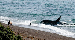 Orcas en Punta Norte un reporte para amantes de la naturaleza