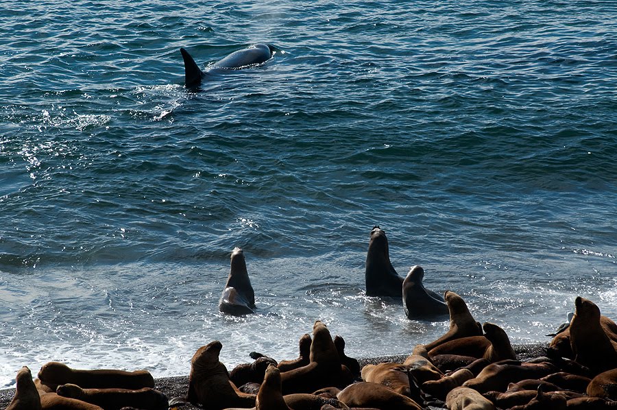 La presencia de las Lobas marinas, defendiendo a sus crías del ataque de las Orcas