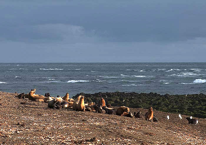 lobos en el canal de ataque peninsula valdes orcas La morfología del Canal de Ataque, escenario de la vida salvaje