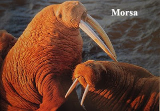 Morsas viven en el Hemisferio Norte cerca del Polo