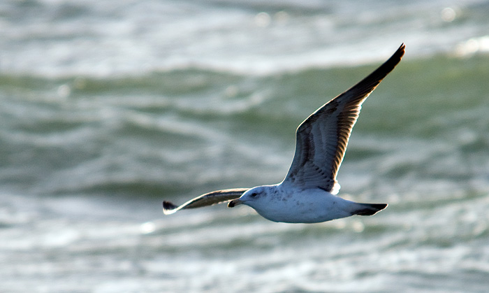 Gaviotin sobrevuela Isla de los Pájaros Foto de Gaviotin